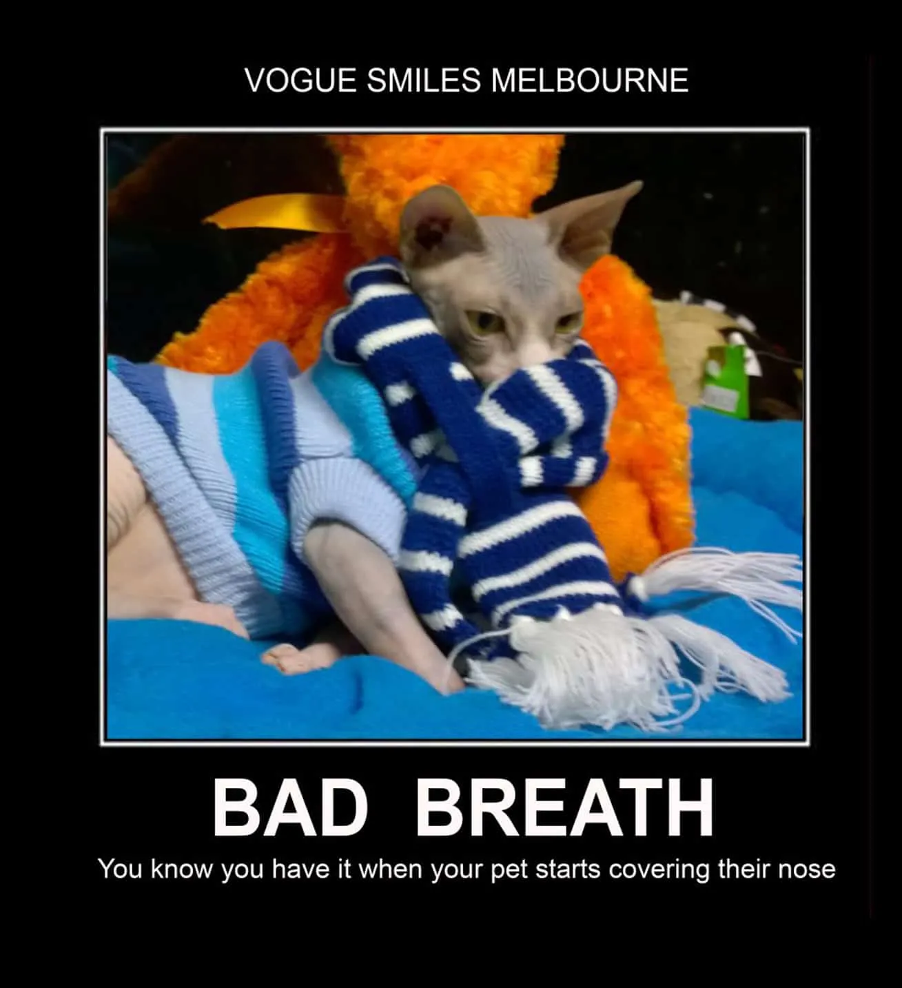 Funny Sphynx Cats memes - Dental Cat Memes - Dentist in Melbourne CBD