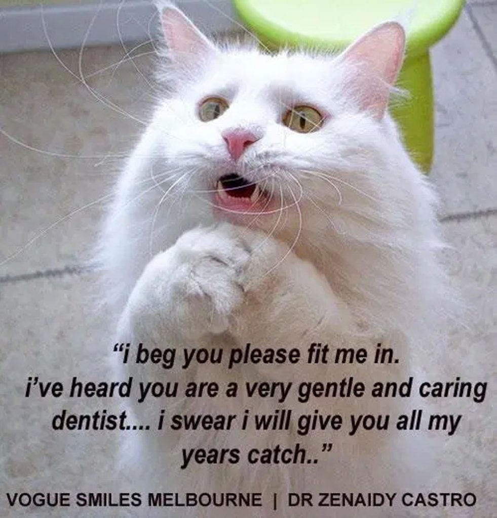 Funny Cute cat memes- Dental Cat memes